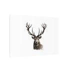 Stag Matte Canvas