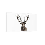 Stag Matte Canvas