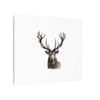 Stag Matte Canvas